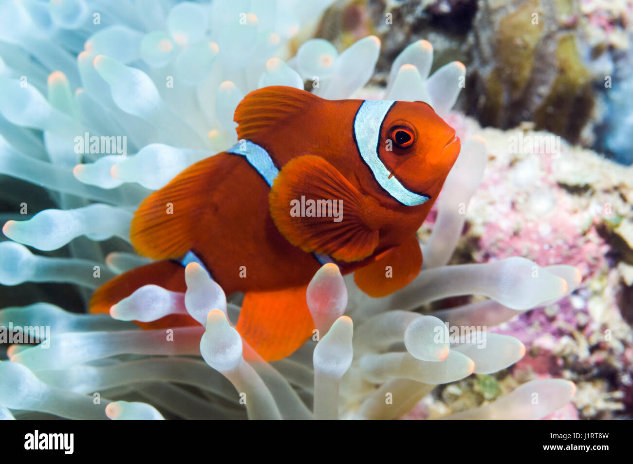 Spinecheek anemonefish (Premnas biaculeatus), small male, with bleached Bubbeltip anemone (Entacmaea quadricolor).  Manado, North Sulawesi, Indonesia. Stock Photo