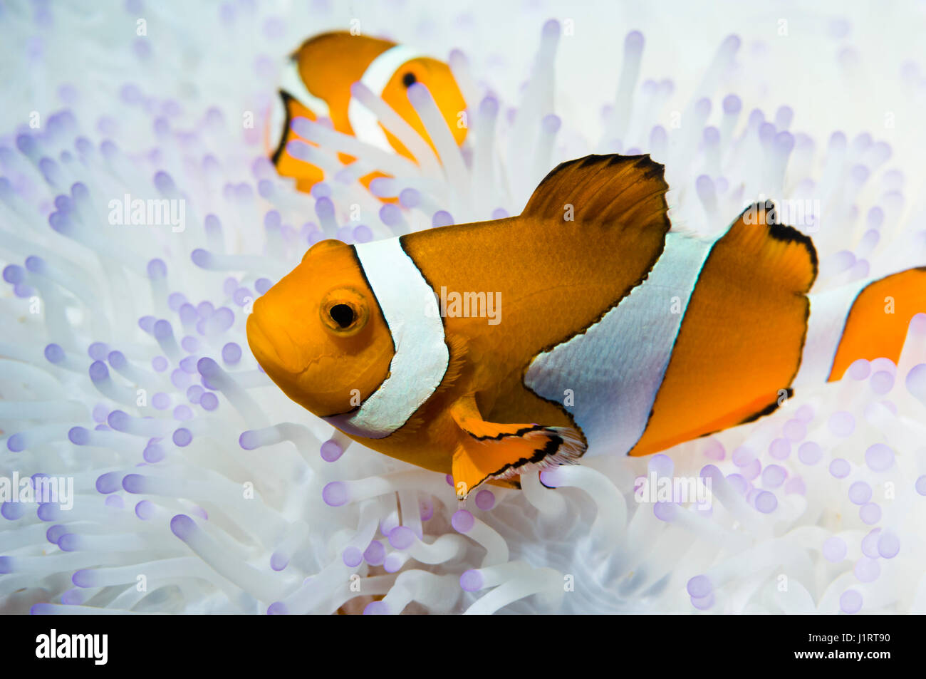 False clown anemonefish (Amphiprion ocellaris) with bleached Magnificent anemone (Heteractic magnifica).  The tentacles of the anemone are usually a d Stock Photo