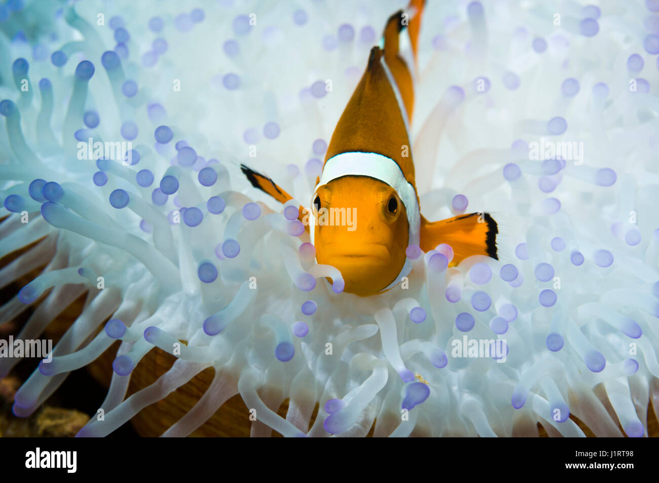 False clown anemonefish (Amphiprion ocellaris) with bleached Magnificent anemone (Heteractic magnifica). Stock Photo