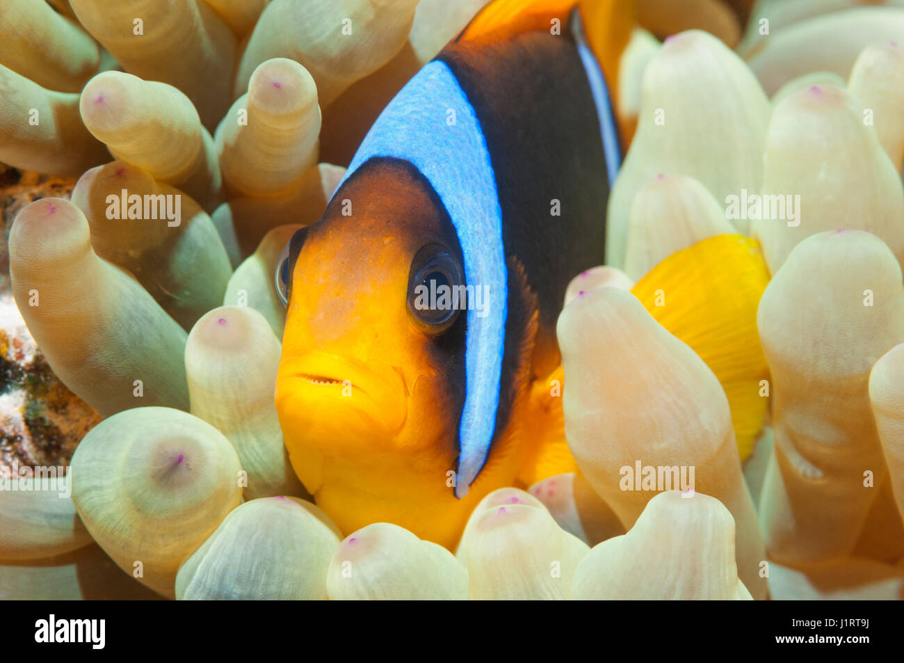 Red Sea anemonefish [Amphiprion bicinctus] in  Magnificent anemone [Heteractis magnifica].  Egypt, Red Sea. Stock Photo
