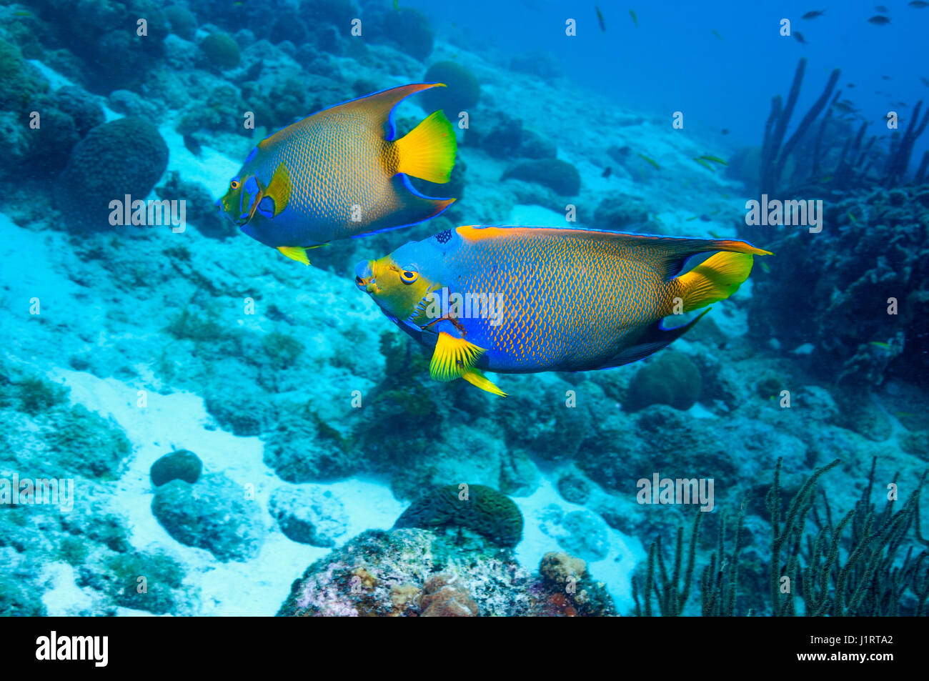 Queen angelfish (Holocanthus ciliaris). Bonaire, Netherlands Antilles ...