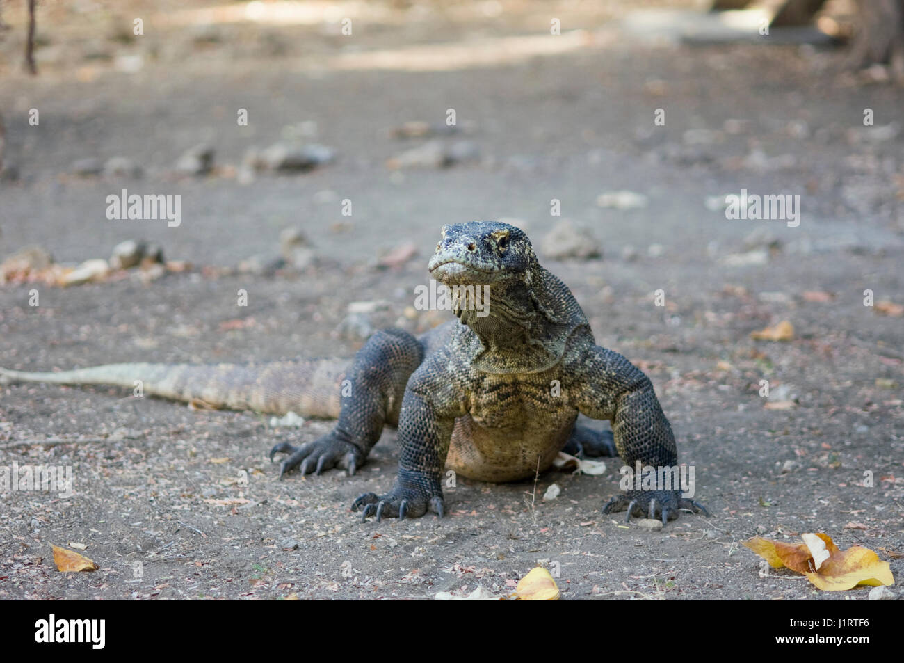 Komodo dragon or Komodo monitor (Varanus komodoensis) is the largest living species of lizard.  Listed as vulnarable by the IUCN.  Komodo, Indonesia. Stock Photo