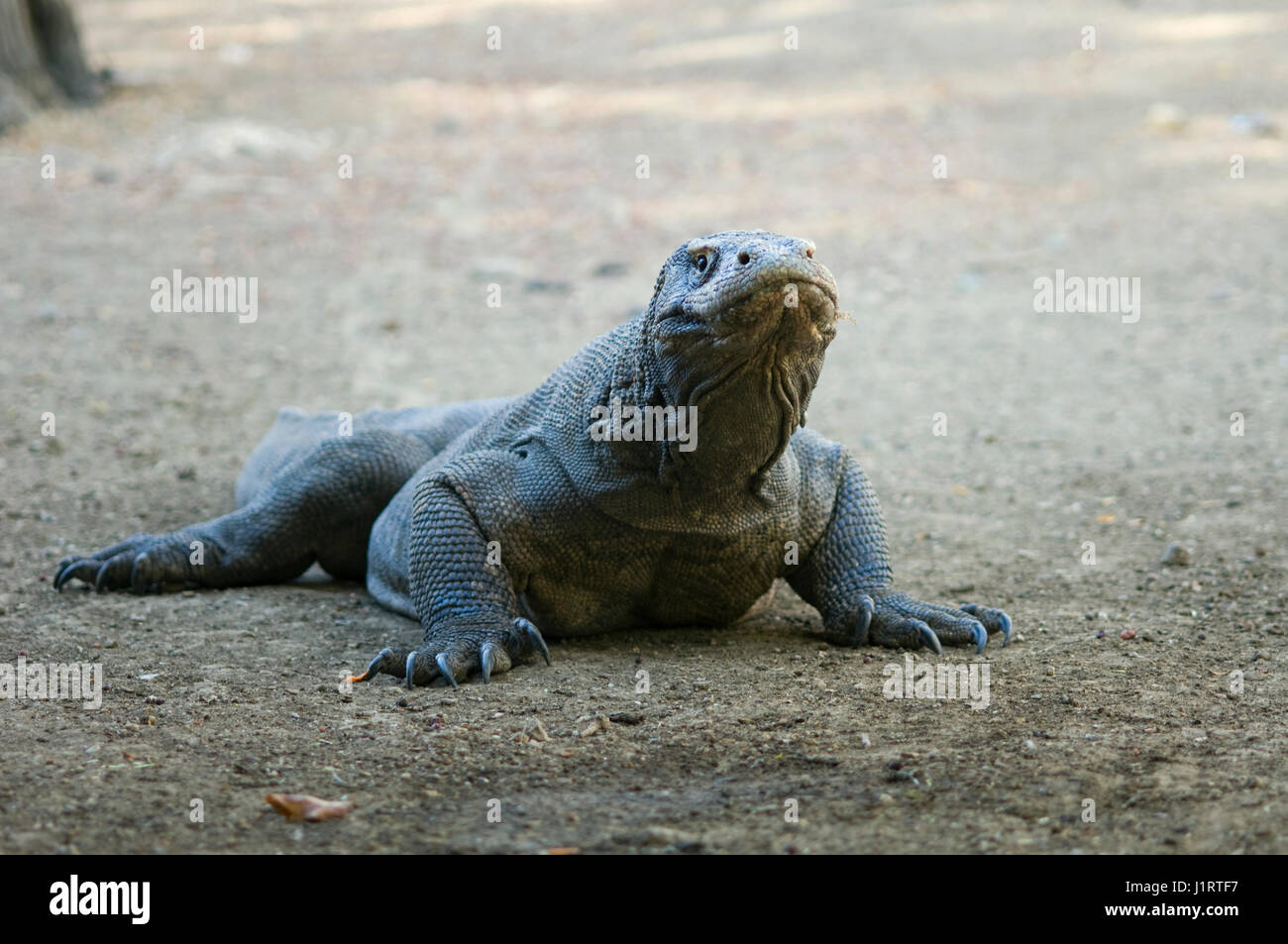 Komodo dragon or Komodo monitor (Varanus komodoensis) is the largest living species of lizard.  Listed as vulnarable by the IUCN.  Komodo, Indonesia. Stock Photo