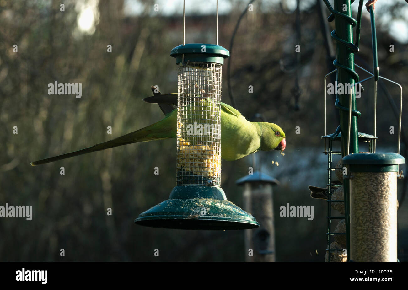 Rose Ringed Or Ring Necked Parakeet Psittacula Krameri On Bird