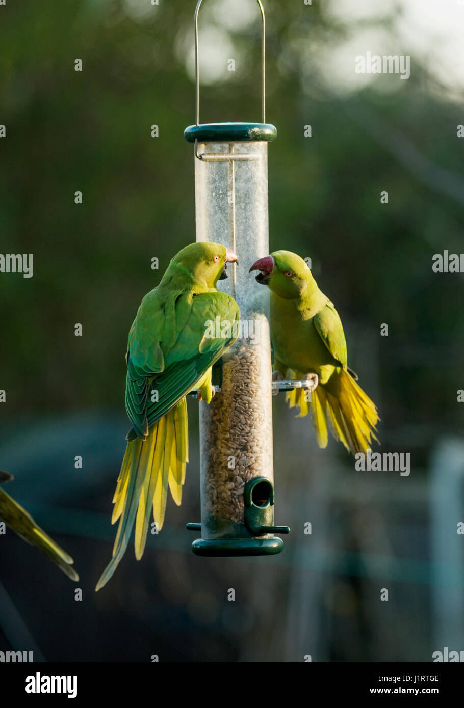 Rose-ringed or ring-necked parakeet (Psittacula krameri) on bird feeder in urban garden.  London, UK. Stock Photo