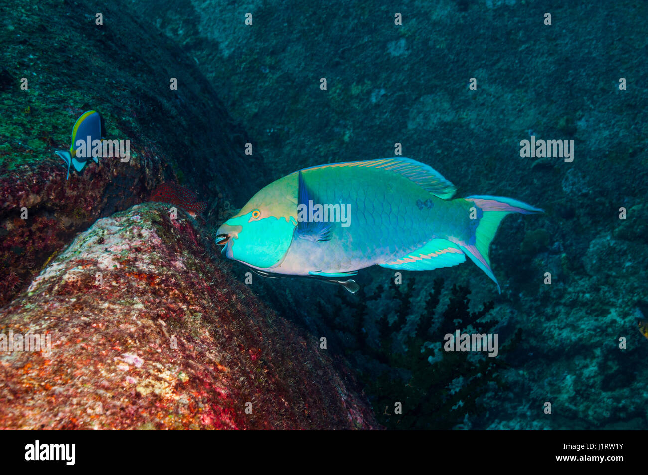 Greenthroat or Singapore parrotfish (Scarus prasiognathus), grazing reef wall, with a small Remora    [Echeneis naucrates] attached.  Andaman Sea, Tha Stock Photo