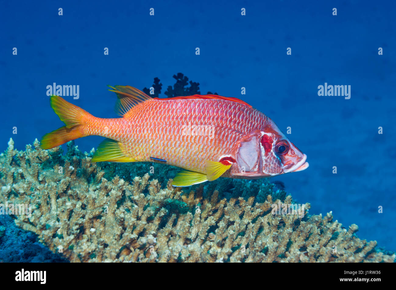 Sabre squirrelfish [Sargocentron spiniferusm].  Maldives. Stock Photo