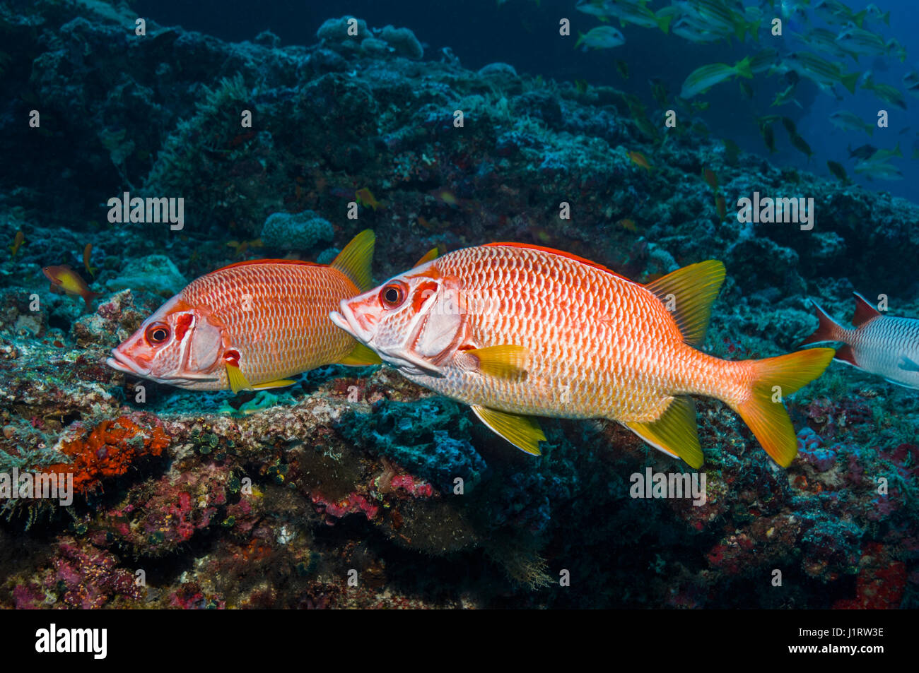 Sabre squirrelfish [Sargocentron spiniferusm].  Maldives. Stock Photo