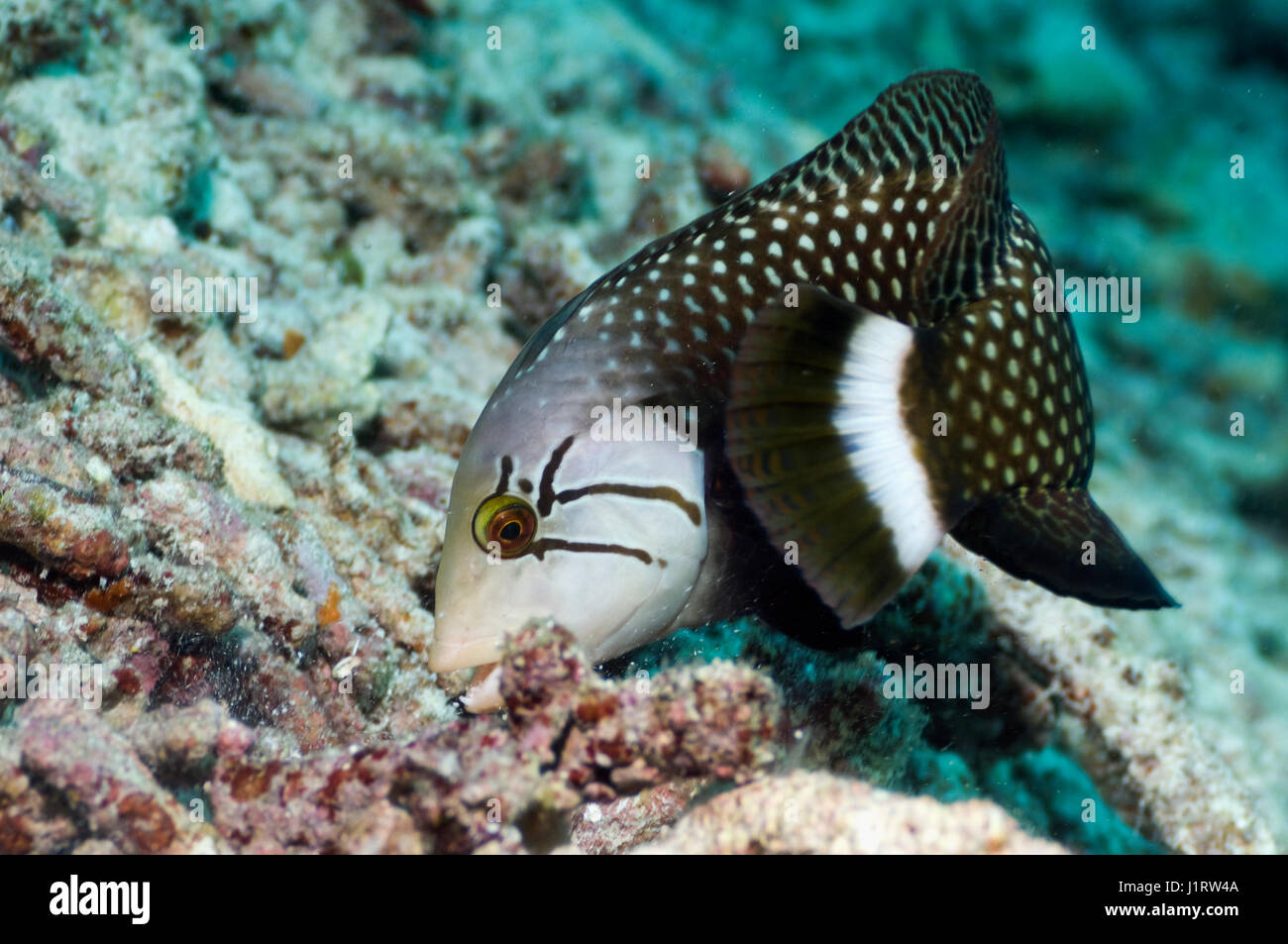 Rockmover or Dragon wrasse (Novaculichthys taeniourus) moving coral rubble to find benthic invertebrates to feed on.  Misool, Raja Ampat, West Papua,  Stock Photo