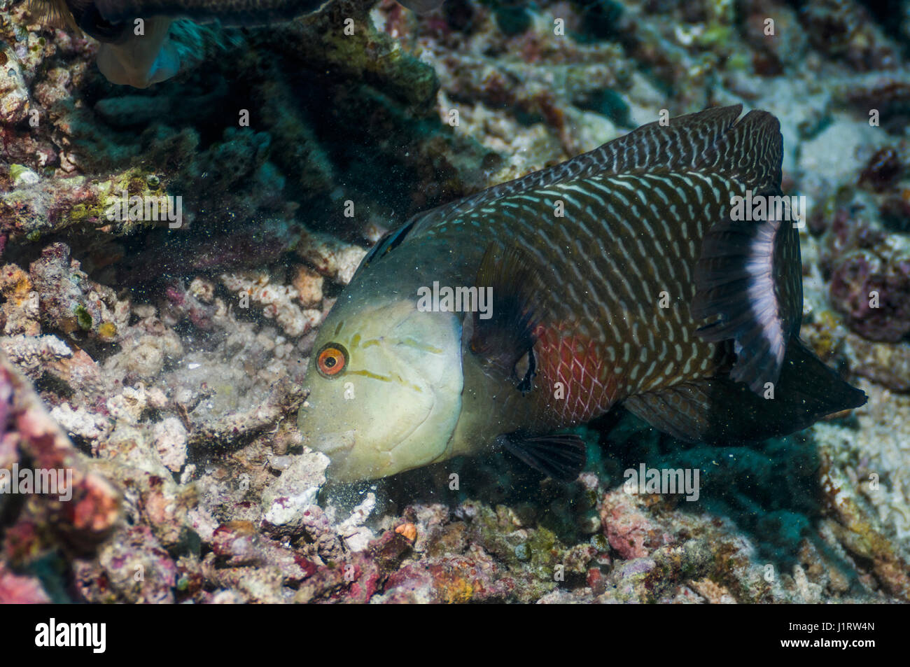 Rockmover or Dragon wrasse [Novaculichthys taeniourus] lifting coral rubble in the search for prey.  Indonesia. Stock Photo