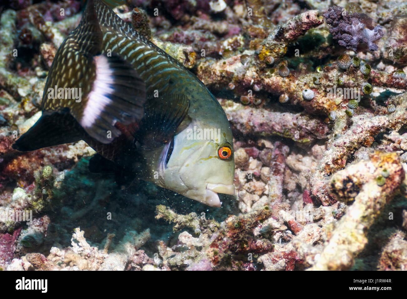 Rockmover or Dragon wrasse [Novaculichthys taeniourus] foraging over coral rubble.  Indonesia. Stock Photo