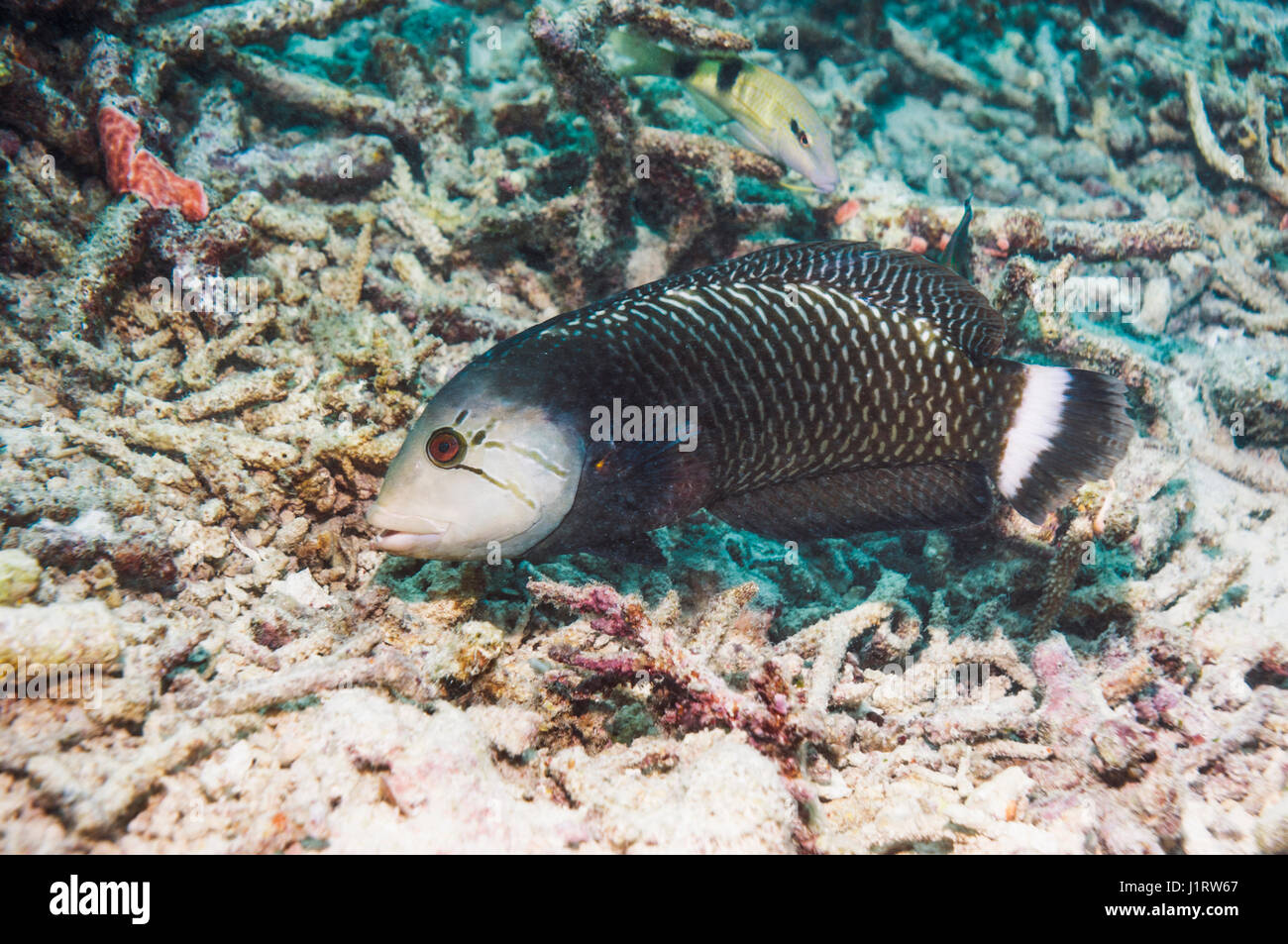 Rockmover or Dragon wrasse [Novaculichthys taeniourus] foraging over coral rubble.  Indonesia. Stock Photo