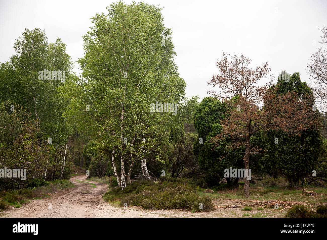 Sandy track in forest, Veluwe, Gelderland, Netherlands Stock Photo