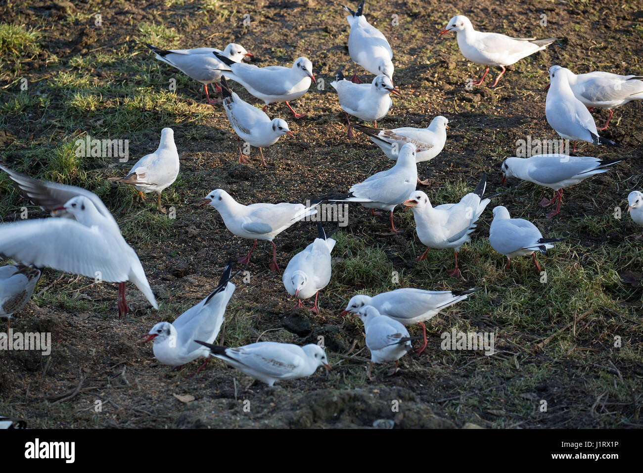 Black-headed gulls (Chroicocephalus ridibundus) feeding on bread crumbs Stock Photo