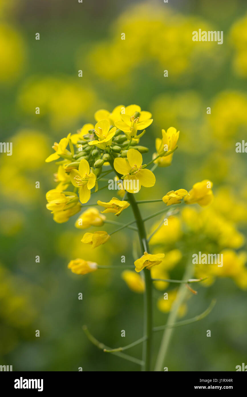 Flowering Field Mustard (Brassica rapa); close-up Stock Photo