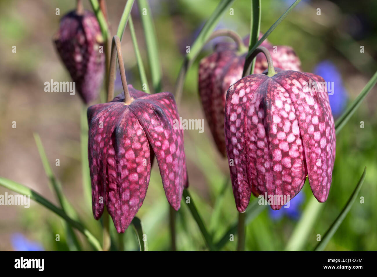 Flowers of Snake's head fritillary (Fritillaria meleagris) Stock Photo