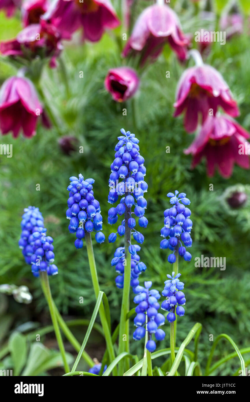 Blue Muscari armeniacum and Pasque flower Pulsatilla 'Rubra' April flowers Stock Photo