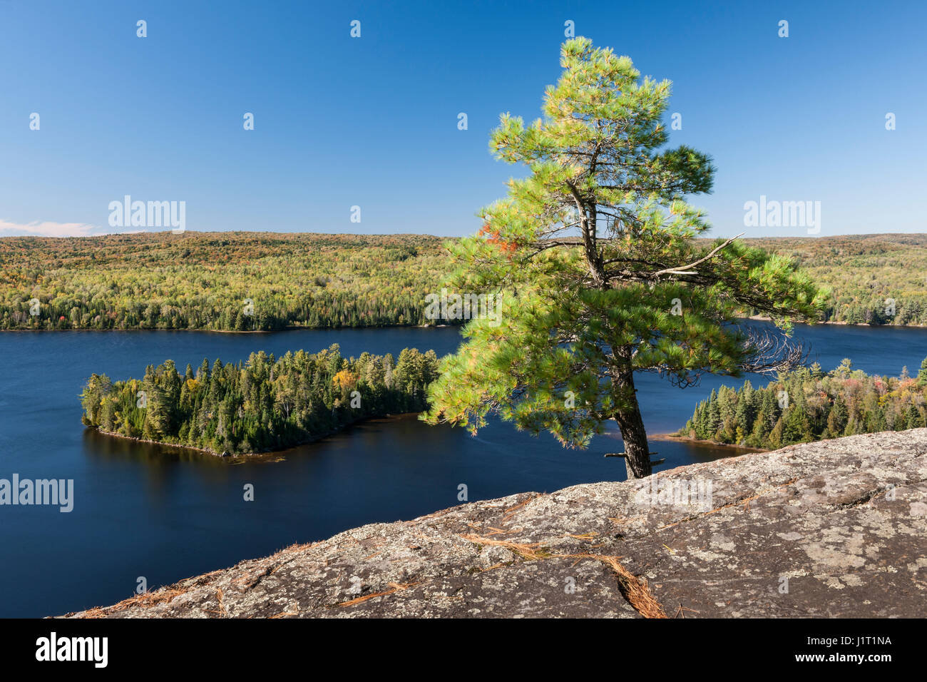 Lone pine tree growing on high rock cliff facing scenic view of blue lake. Algonquin Provincial Park, Canada. Stock Photo