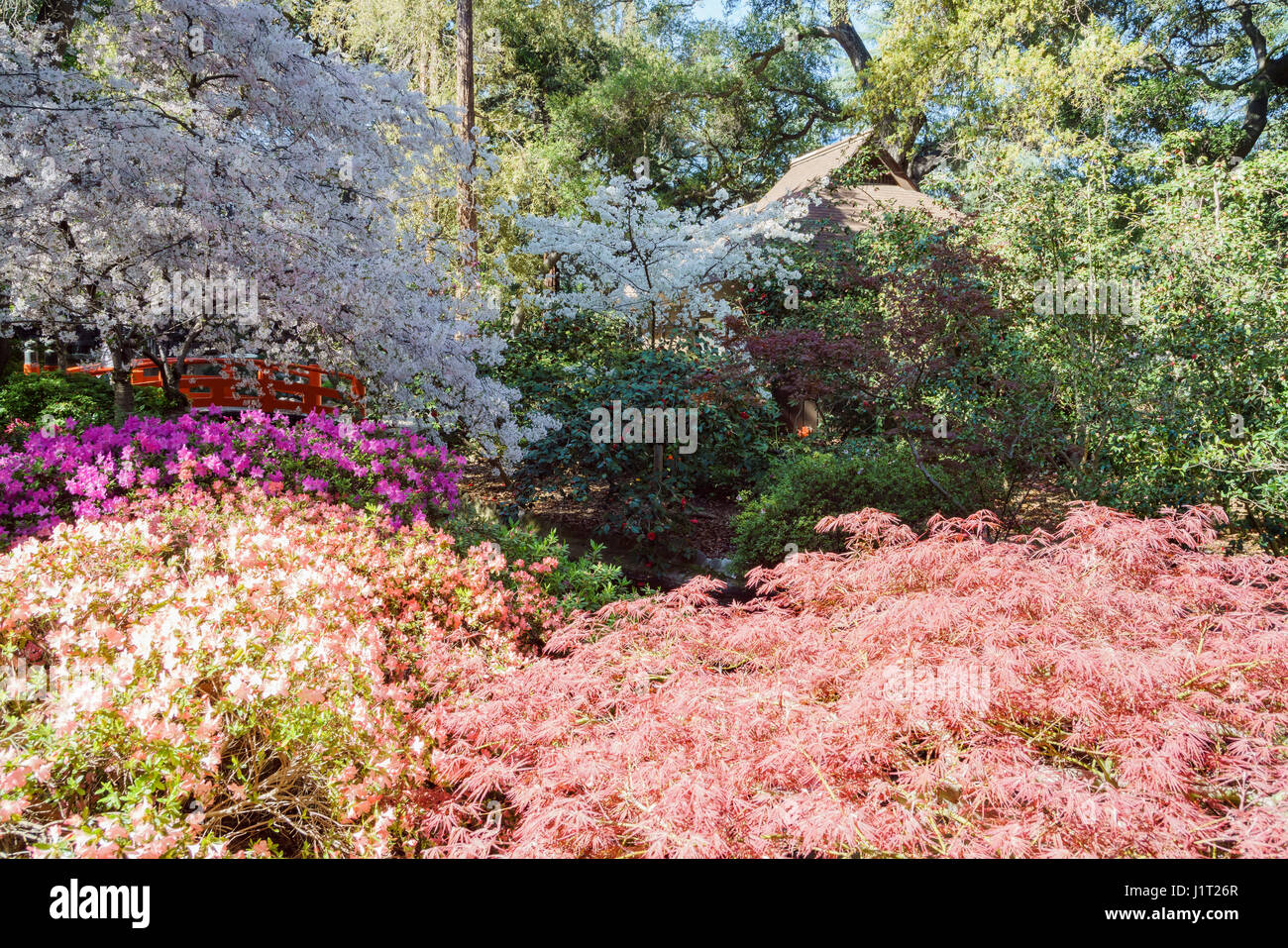 Japanese garden cherry blossom hires stock photography and images Alamy