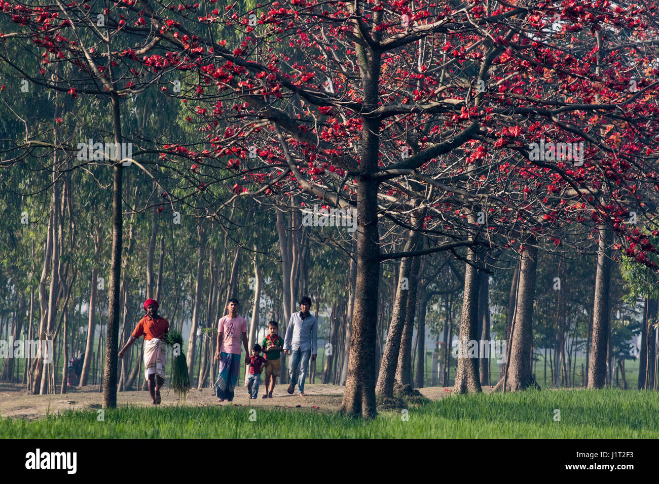 Red Silk Cotton flower trees also known as Bombax Ceiba, Shimul both sides of a road. Narsingdi, Bangladesh. Stock Photo
