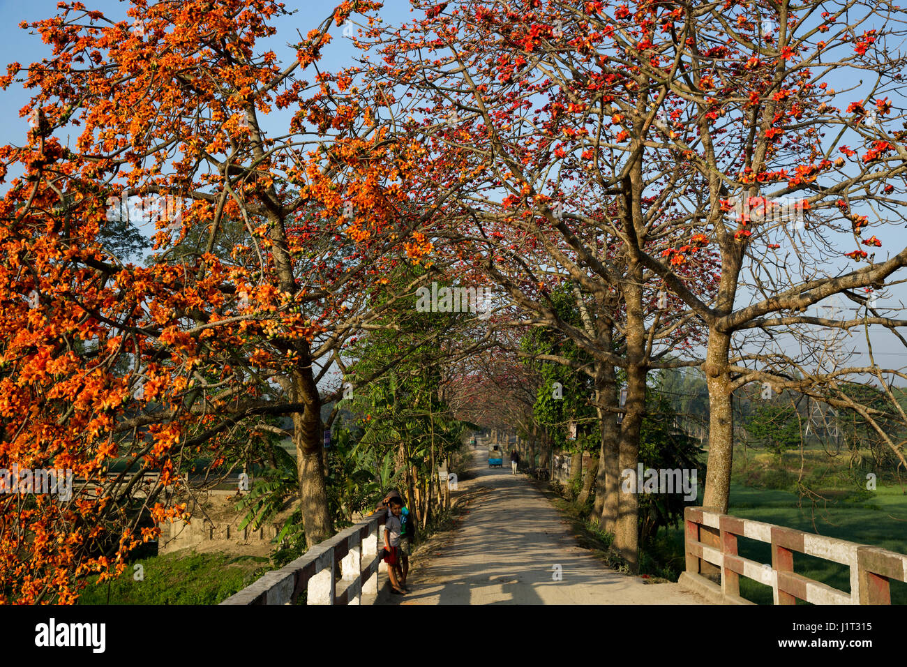 Red Silk Cotton flower trees also known as Bombax Ceiba, Shimul both ...