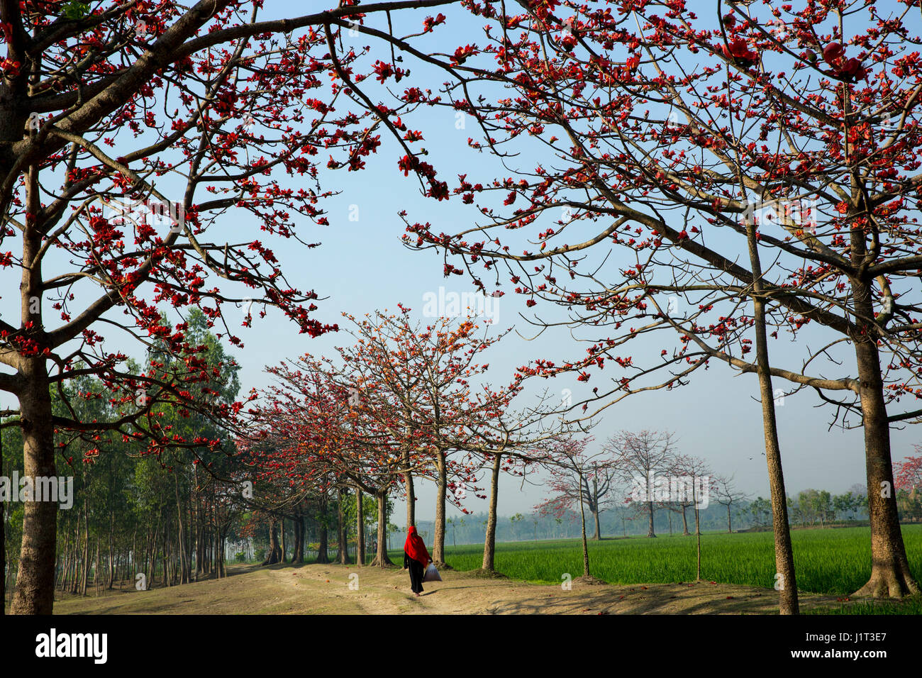 Red Silk Cotton flower trees also known as Bombax Ceiba, Shimul both sides of a road. Narsingdi, Bangladesh. Stock Photo