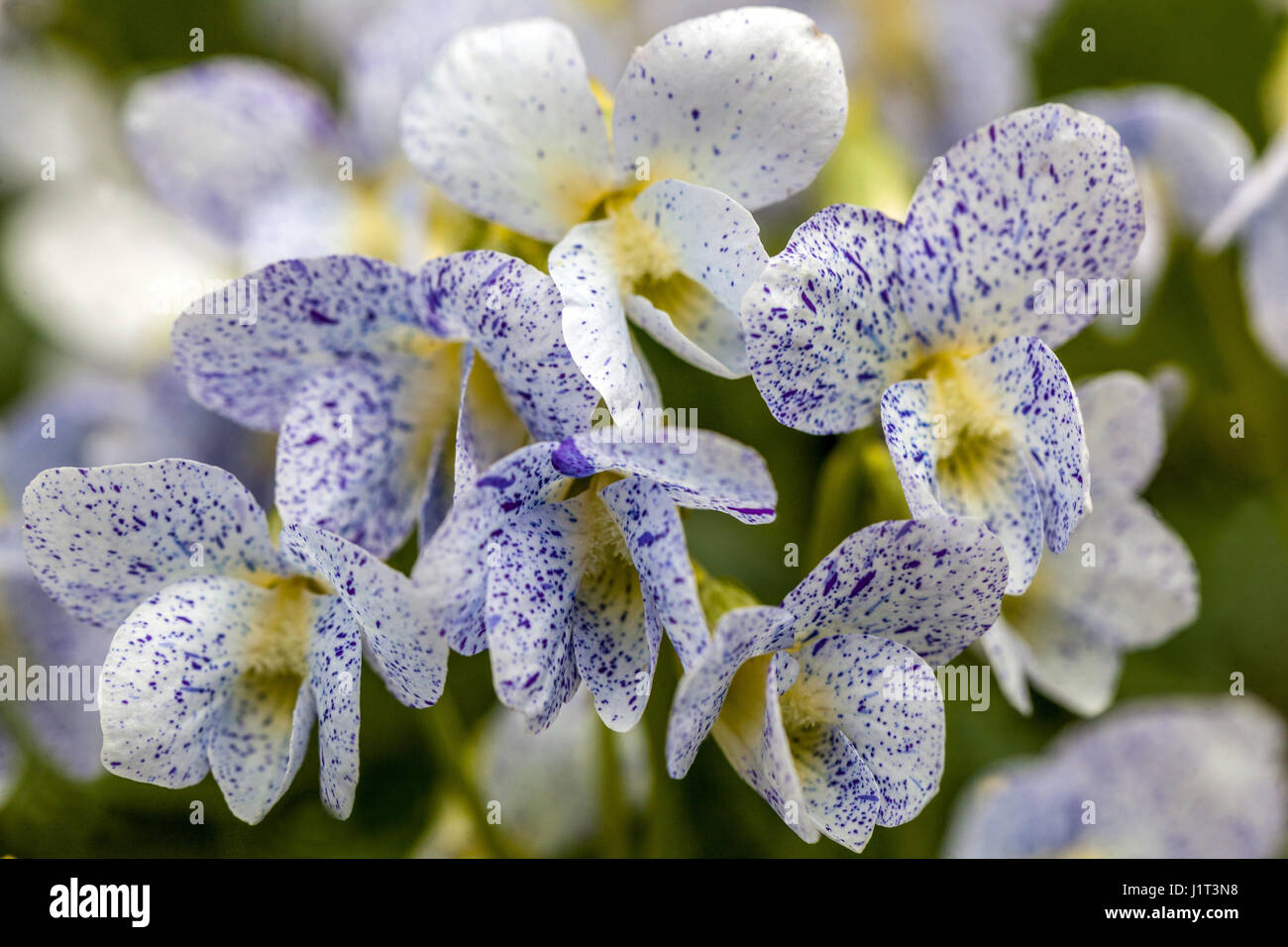 Viola sororia 'Freckles' Stock Photo