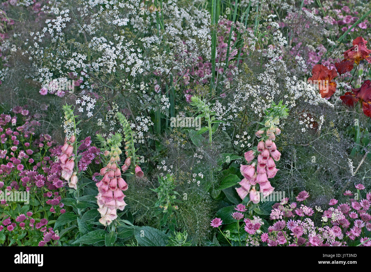 Close up of flower border with Digitalis, Anthriscus and Astrantia Stock Photo