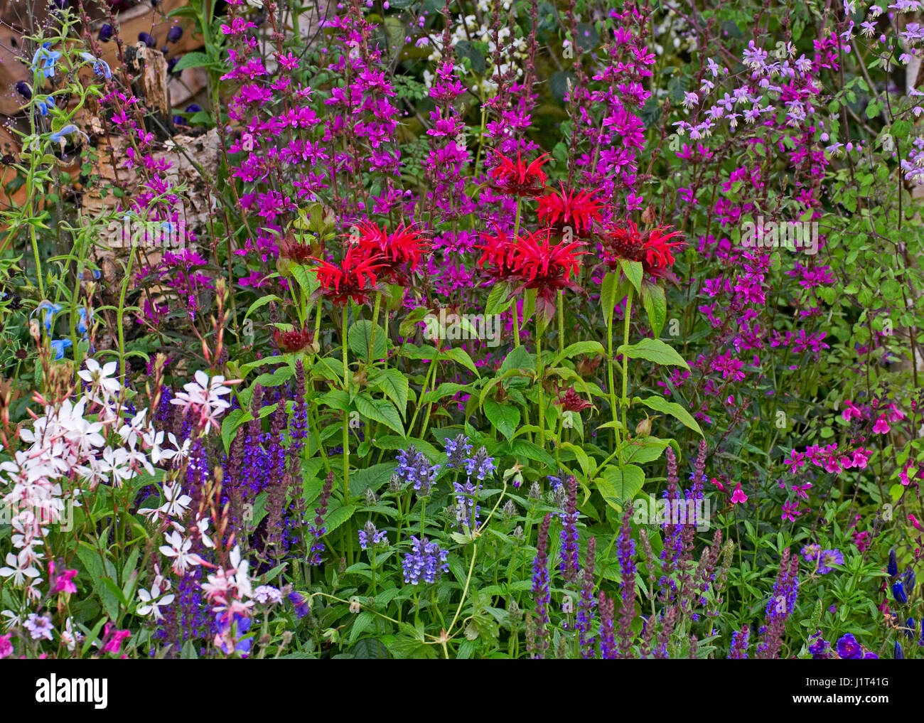 A colourful mixed flower border with Monarda 'Cambridge Scarlet' Stock Photo