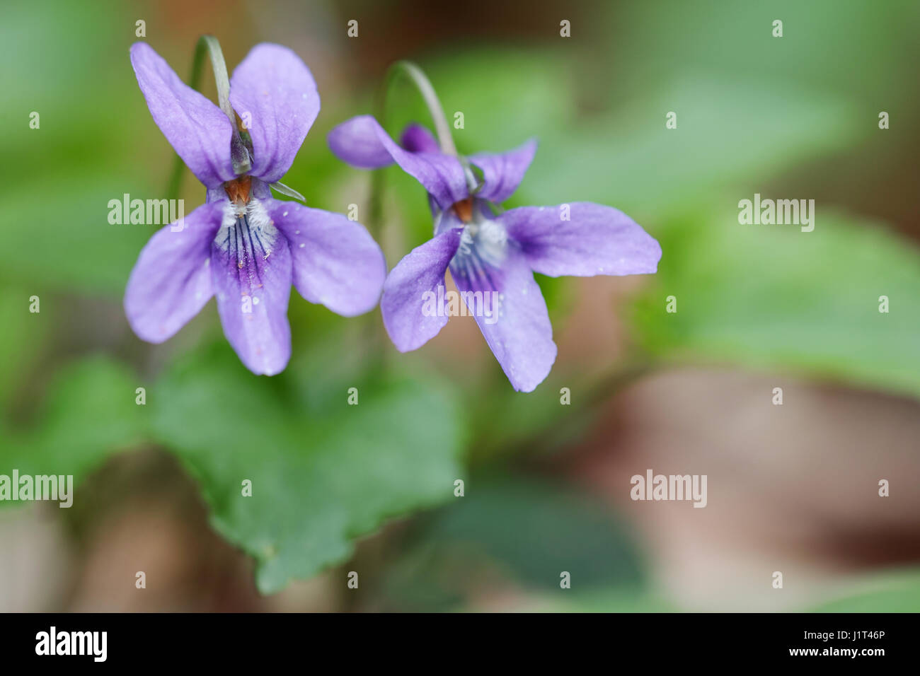 Viola blue flower Stock Photo