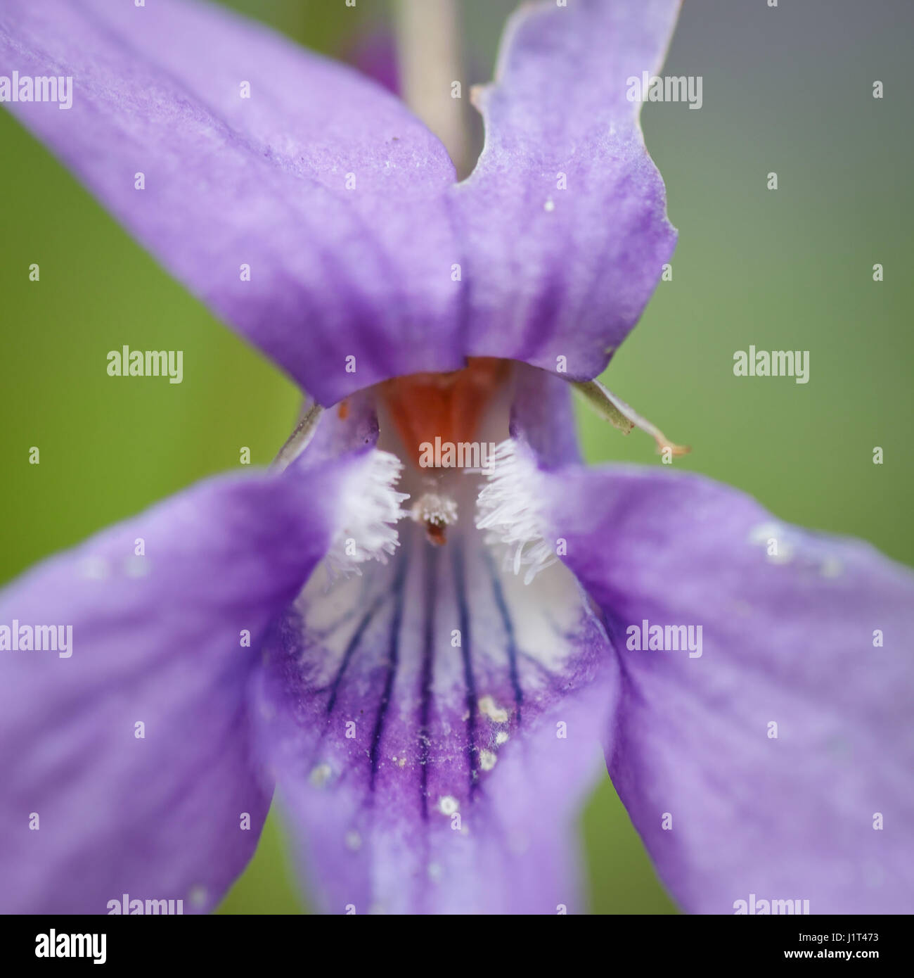 Viola blue flower Stock Photo