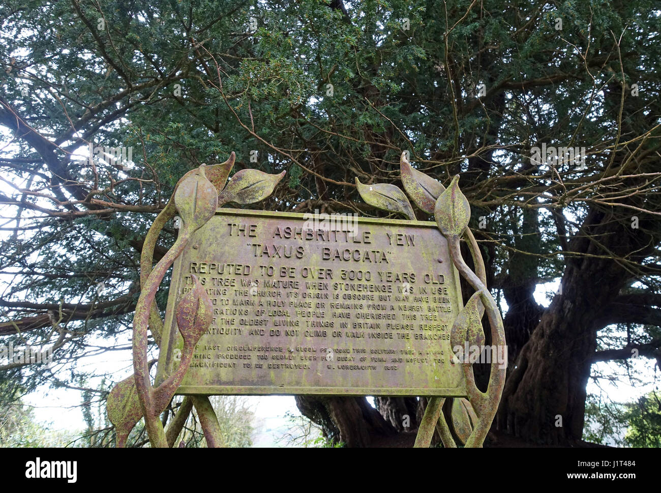 The Ashbrittle Yew in Ashbrittle, Somerset is thought to be over 3,000 years old Stock Photo