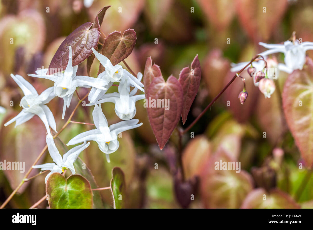 Epimedium grandiflorum Nanum Semi-evergreen Barrenwort flower white and leaves Stock Photo