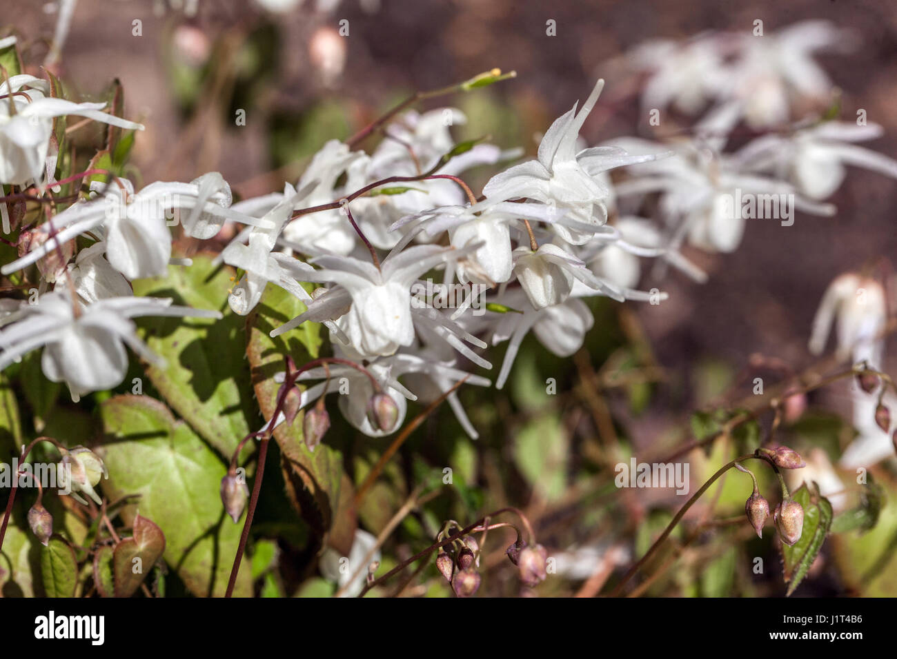 Epimedium grandiflorum 'Nanum', Barrenwort Stock Photo