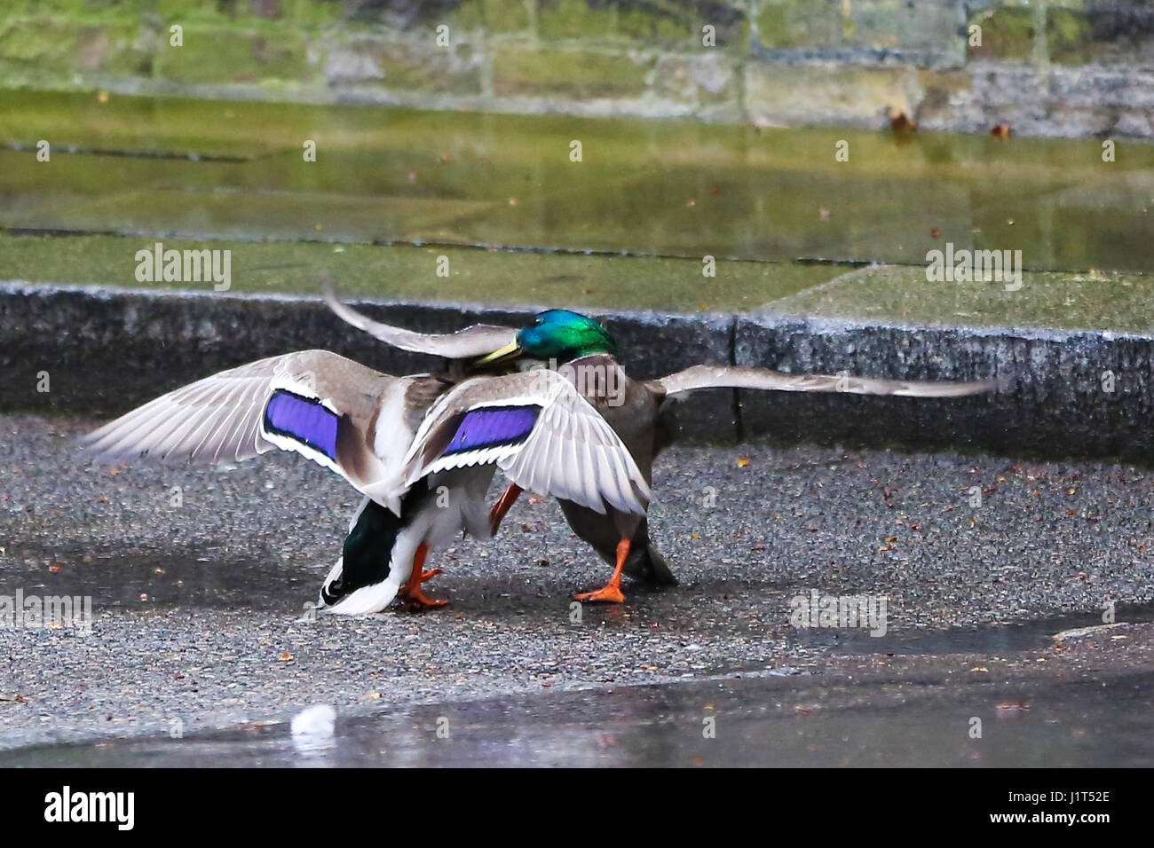 A pair of male ducks having a fight to find out which mallard is well hard. The beaky blinders were fighting it out on Downing Street, stunning passers by who expected them to quack rather than whack each other.  Featuring: Atmosphere Where: London, United Kingdom When: 22 Mar 2017 Credit: Dinendra Haria/WENN.com Stock Photo