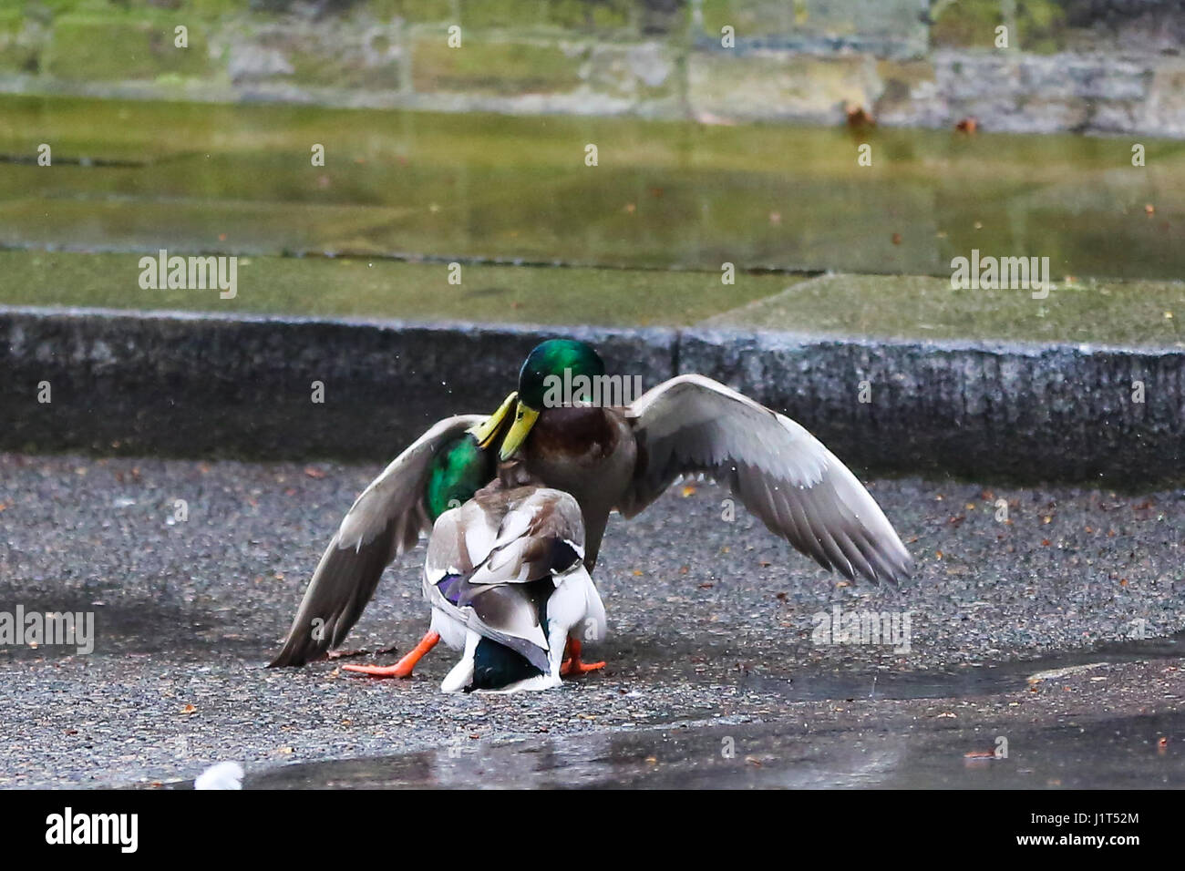 A pair of male ducks having a fight to find out which mallard is well hard. The beaky blinders were fighting it out on Downing Street, stunning passers by who expected them to quack rather than whack each other.  Featuring: Atmosphere Where: London, United Kingdom When: 22 Mar 2017 Credit: Dinendra Haria/WENN.com Stock Photo