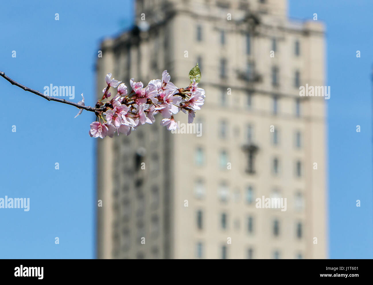Blooming branch with a high rise building in the background. Stock Photo