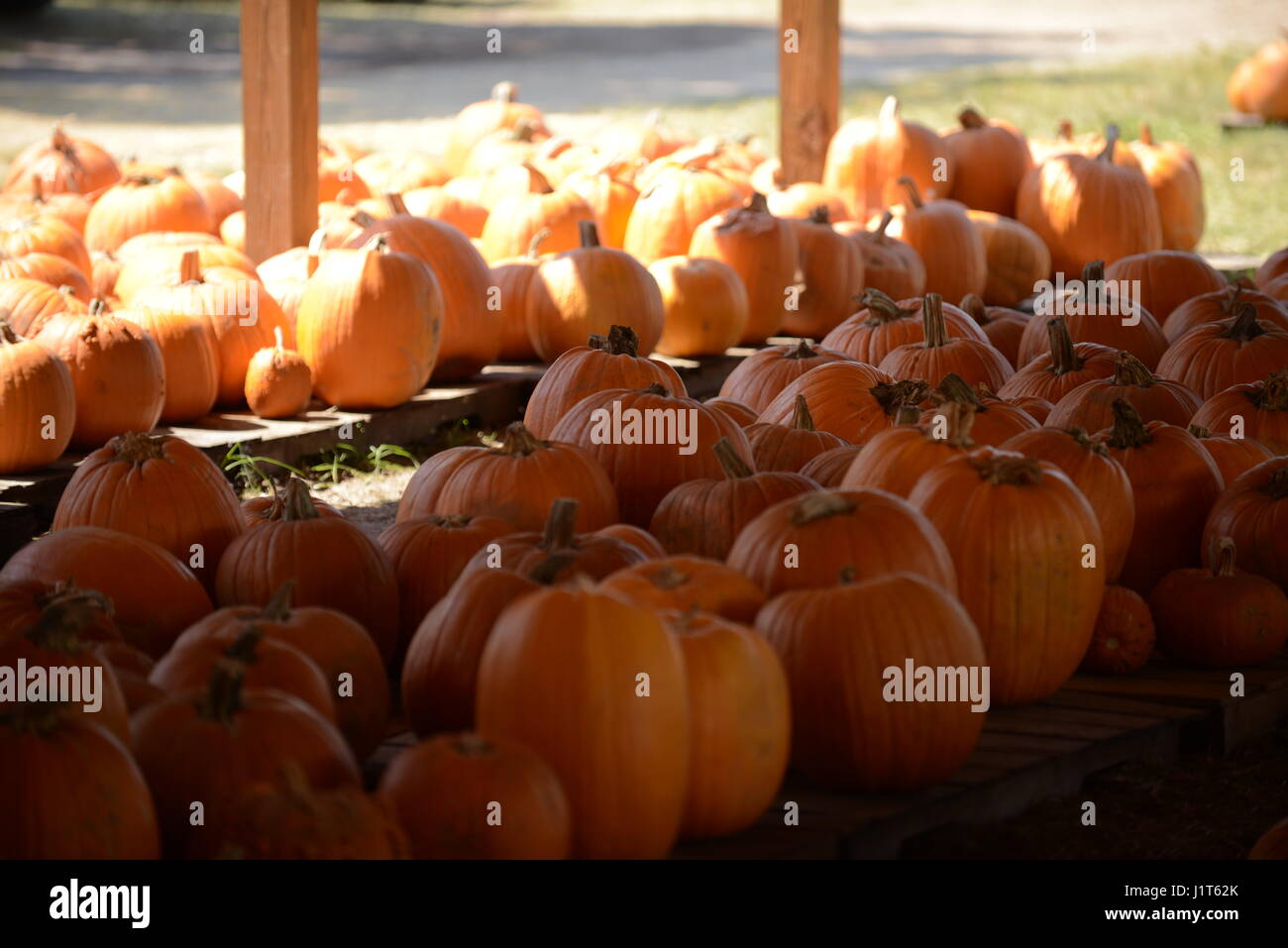 pumpkins at a vegetable mart Stock Photo - Alamy