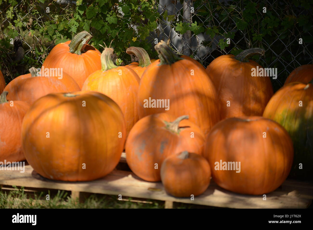 pumpkins at a vegetable mart Stock Photo - Alamy