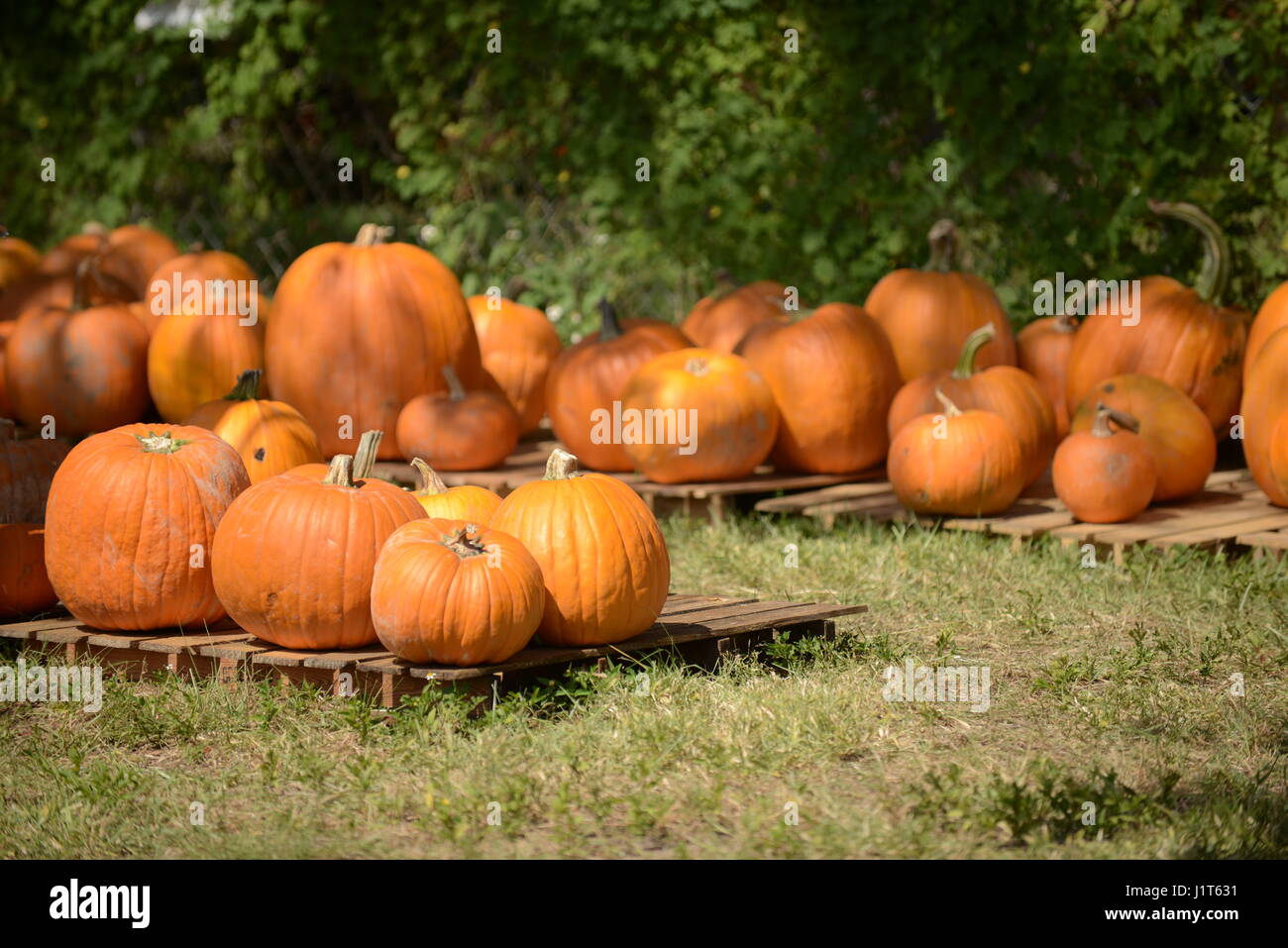 pumpkins at a vegetable mart Stock Photo