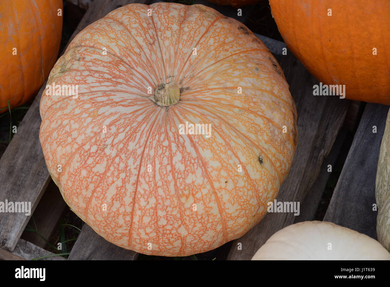 pumpkins at a vegetable mart Stock Photo