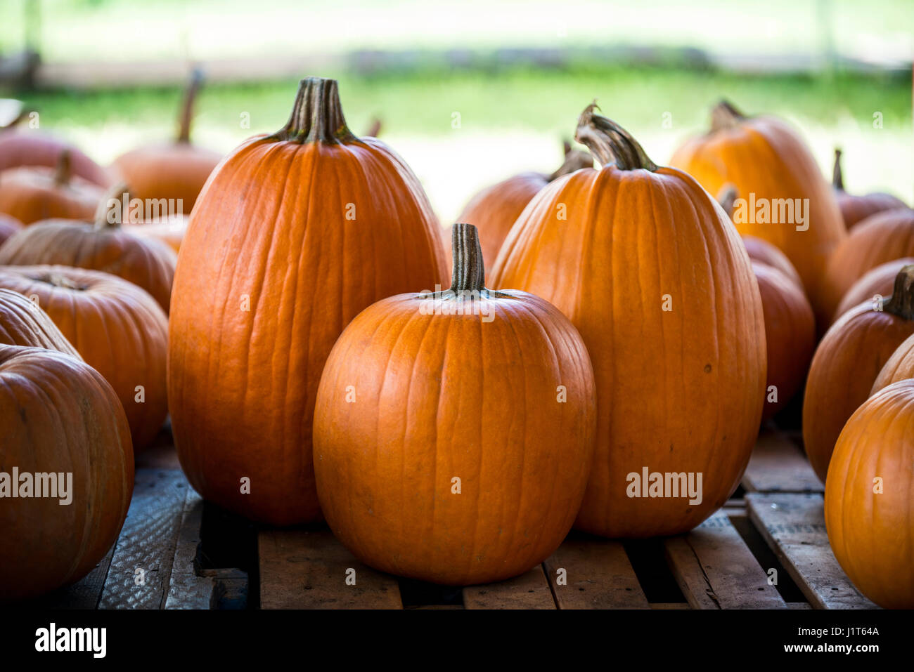 pumpkins at the pumpkin patch Stock Photo - Alamy