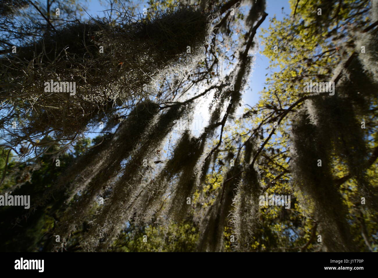 Florida trees with hanging Spanish moss Stock Photo Alamy
