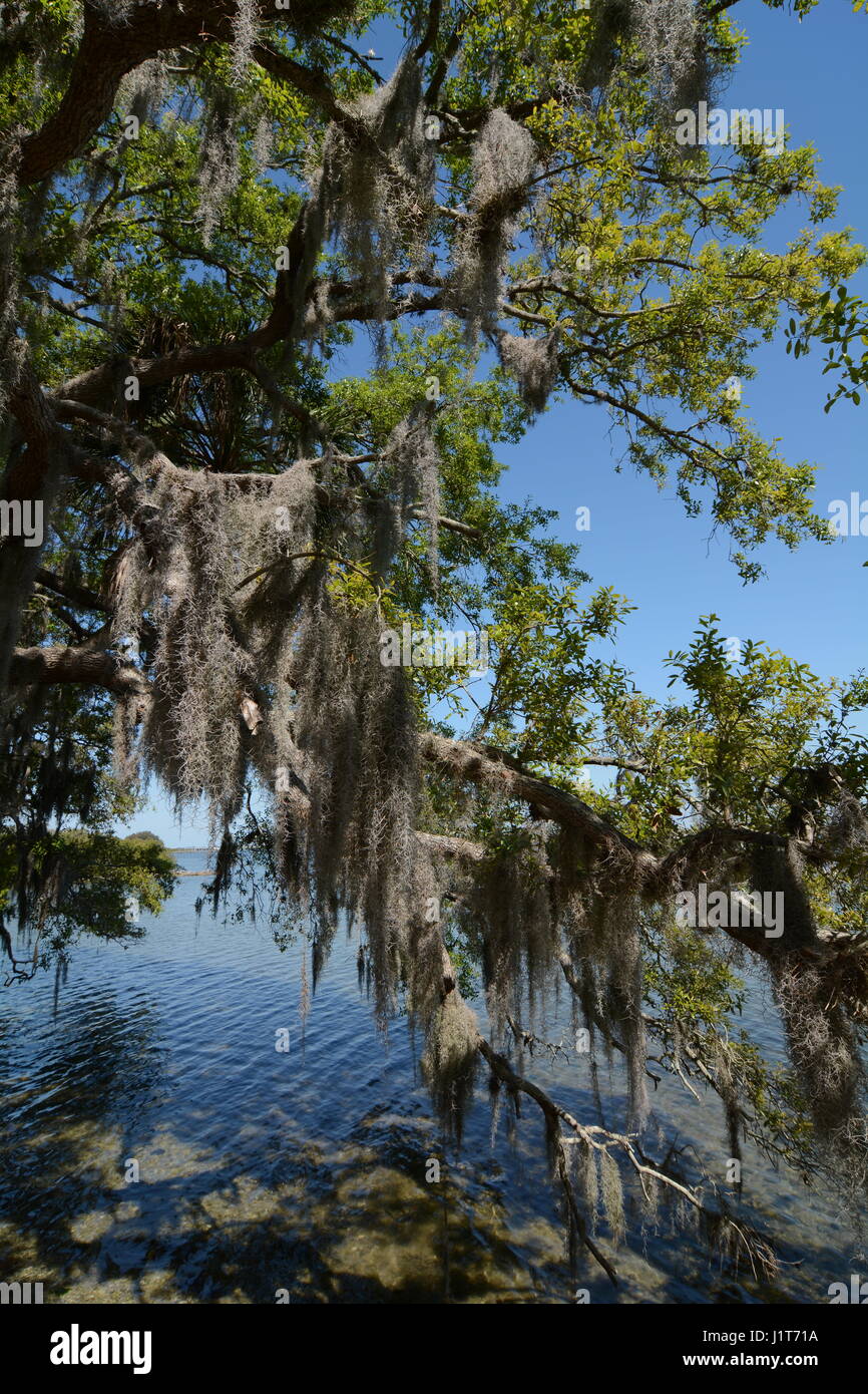 Florida trees with hanging Spanish moss Stock Photo Alamy