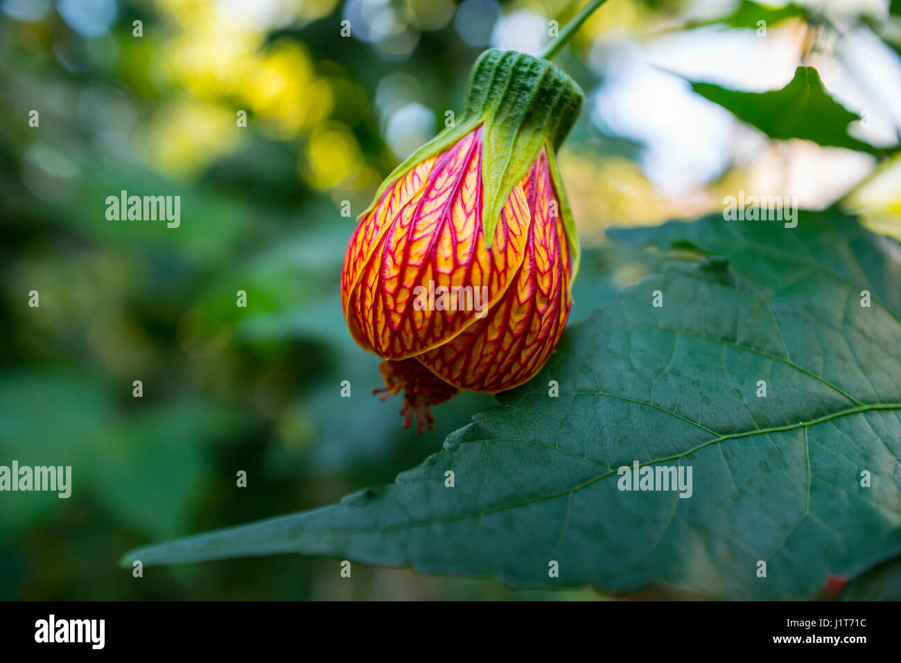 Abutilon Pictum Flower Stock Photo