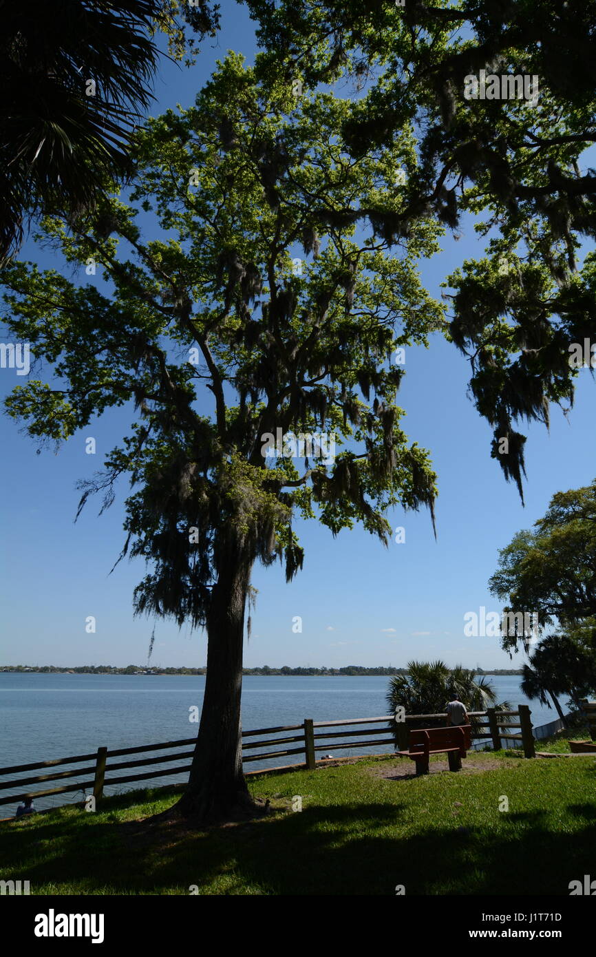 Florida trees with hanging Spanish moss Stock Photo Alamy