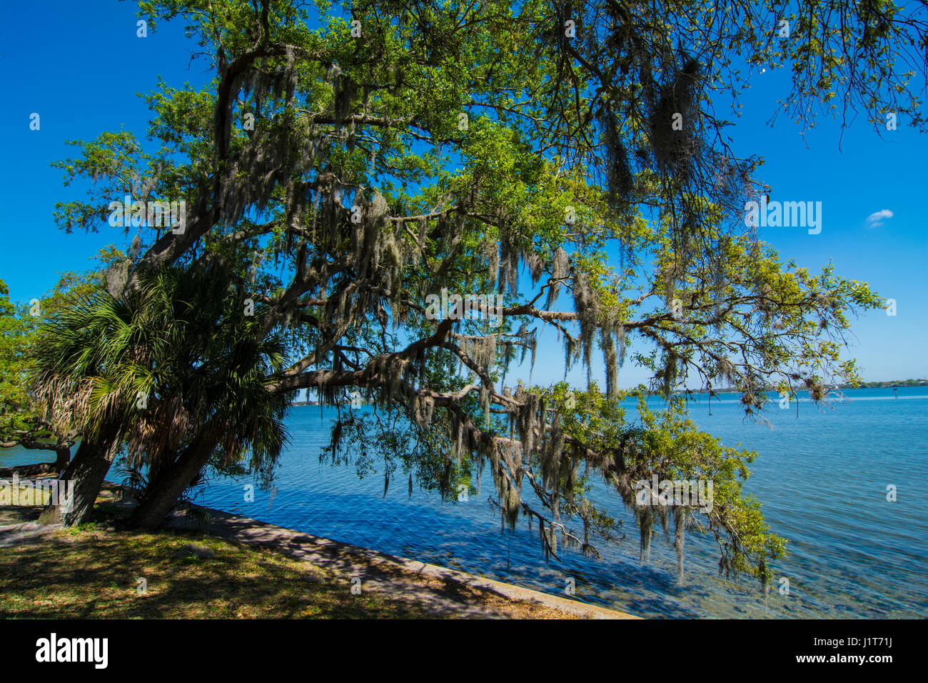 Florida trees with hanging Spanish moss Stock Photo Alamy