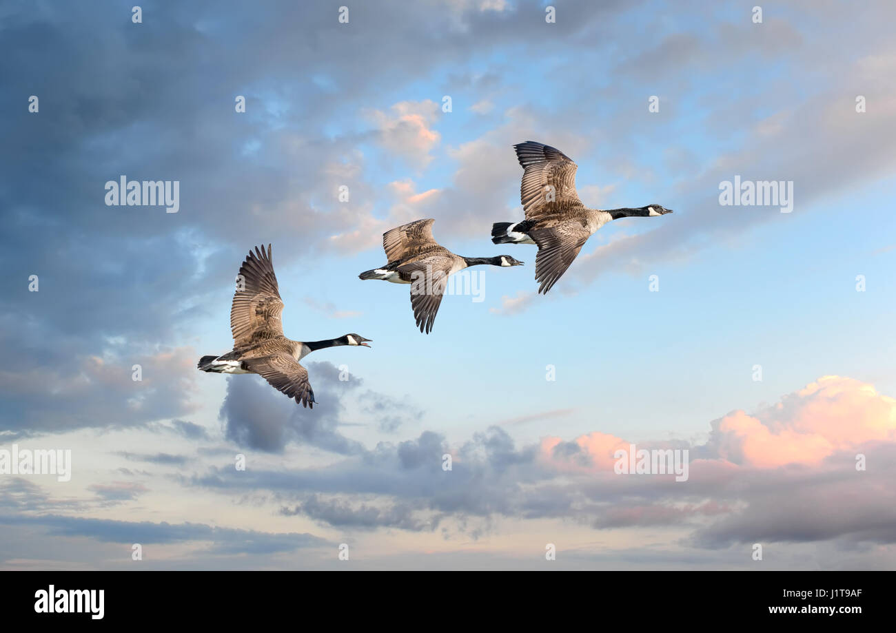 Canadian Geese flying into a sunset Stock Photo