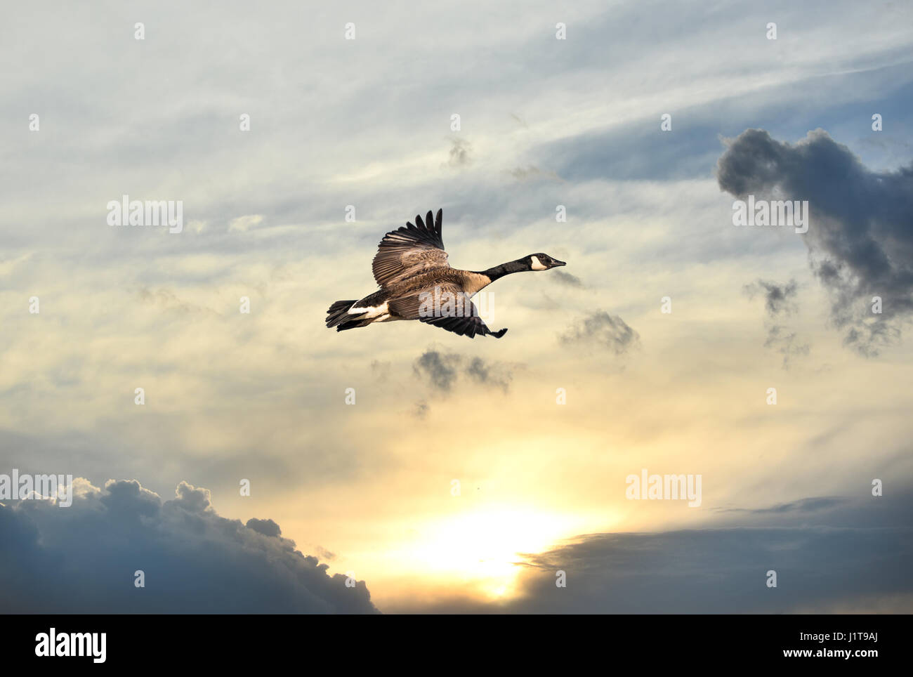 Canadian Goose flying over a setting sun at twilight Stock Photo