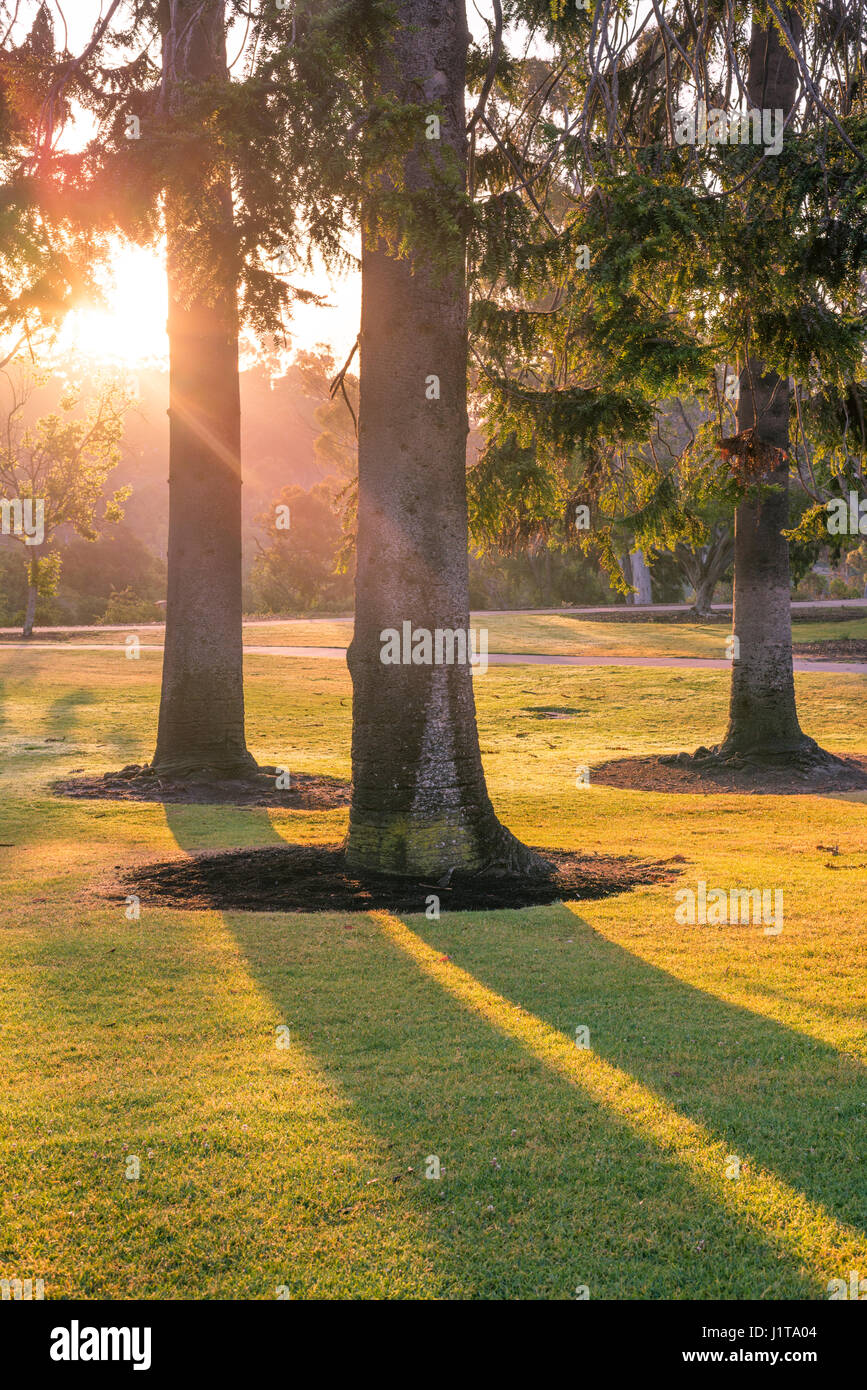 Sunrise with pine trees in a park setting. Balboa Park, San Diego, California, USA Stock Photo